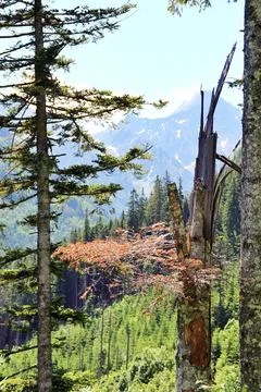 Broken trees Stock Photos