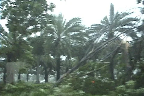 Broken Trees By rain Stock Footage 297320