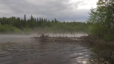 Broken trees in the river in Siberia Stock Footage 282054860