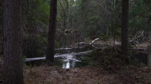 Broken trees in the river in taiga Video stock 280998593