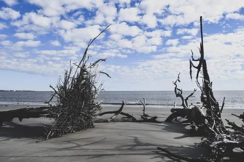 Broken trees in the sand Stock Photos