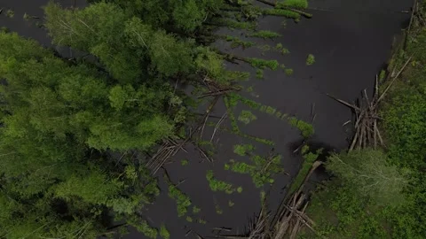 Broken trees in the siberian river Stock Footage 302109503