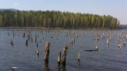 Broken trees standing in the water, day, the sun is shining Stock Footage 154243232