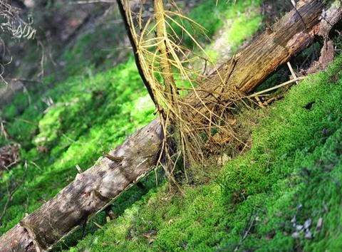 Broken trees in summer forest Stock Photos