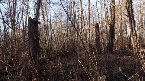 Broken trees in the swampy forest without leaves 스톡 동영상 123979852