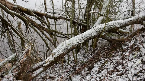 Broken trees top view, first snow Stock Footage 118907861