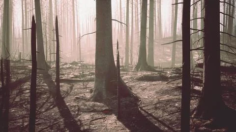 Broken trees in woods after bombing or artillery fire Stock Illustration