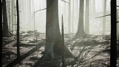 Broken trees in woods after bombing or artillery fire Stock Illustration