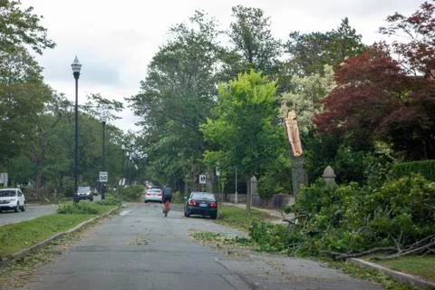 Broken trees on Young Ave Stock Photos