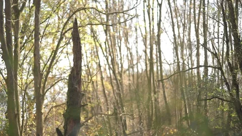 Broken Trunk in Forest in Autumn Stock Footage 97980228