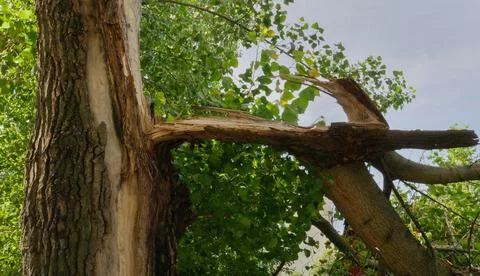 Broken trunk of an old tree in the forest against the background of the sky Stock Photos