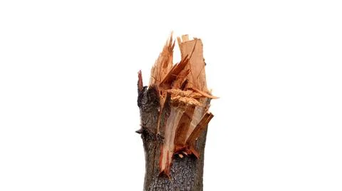 Broken trunk Stock Photos