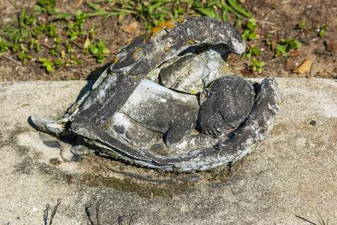 Broken turtle shell Stock Photos