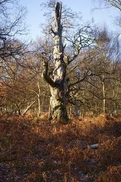 Broken, twisted, ancient oak tree in the winter sunshine Foto stock