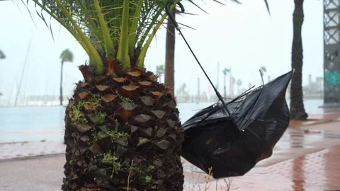 Broken umbrella on a palm tree during a storm. Stock-Footage 123384289