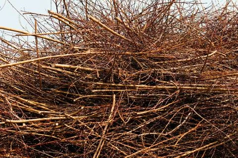 Broken undergrowth Stock Photos