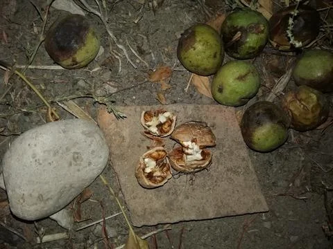 A broken walnut on the ground, next to the stone. Stock Photos