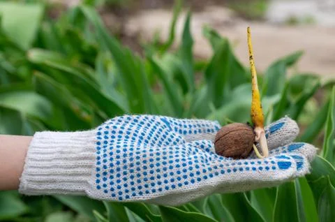 Broken walnut shell in hand, new idea concept Stock Photos