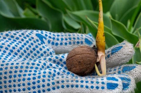 Broken walnut shell in hand, new idea concept Stock Photos