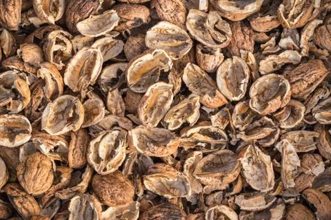 Broken walnut shells. Pieces of nutshells. Nutshell texture. Foto stock