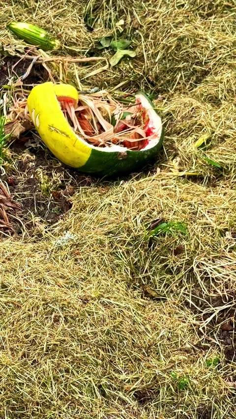 A broken watermelon split open on dry straw in a garden. 스톡 동영상 344526282