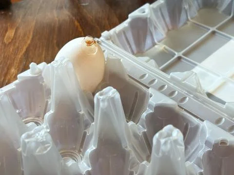 Broken white chicken egg in clear plastic tray on wooden table, yolk and white Stock Photos