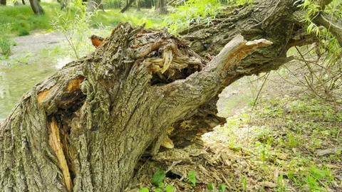 Broken willow tree trunk rests on grassy bank next to river Stock Footage 335801741