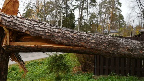 Broken by the wind huge tree Stock Footage 167552985