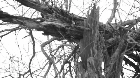 Broken by the wind tree Vídeo Stock 35422340