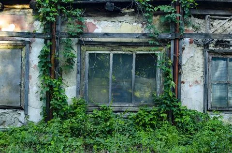 Broken window of an abandoned building covered in blue ivy plant. The wooden  Stock Photos