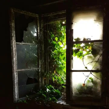Broken window in abandoned building with tree geting inside Stock Photos