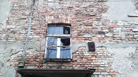 Broken window in which bird sits. Stock Footage 273174488