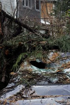Broken windshield, hole in front glass window of blue car after fallen tree Stock Photos