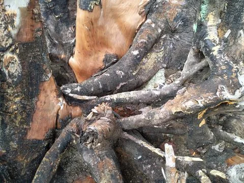 Broken wood Stock-Fotos