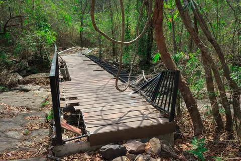 Broken wooden bridge in the rainforest. Stock Photos