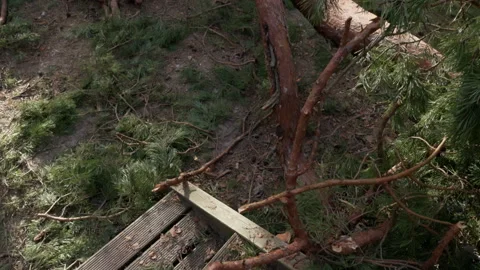 Broken wooden steps covered with pine branches, leaves, and forest debris on Stock Footage 345374367