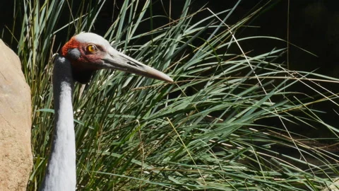 Brolga close up Stock Footage 132393307