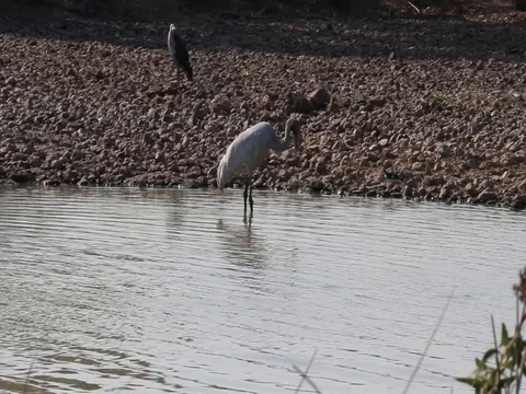 Brolga crane FEEDING Stock Footage 100520307