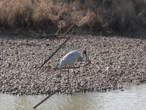 Brolga crane Stock Footage 100520161