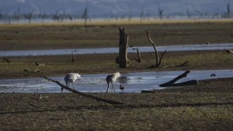 Brolga Cranes feeding in mudflat - coastal  wetlands of lake Argyle Stock Footage 325081990
