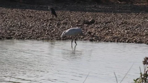 Brolga Feeding Stock Footage 245956354