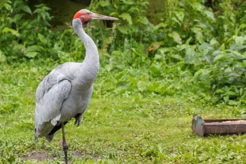 Brolga portrait Stock Photos