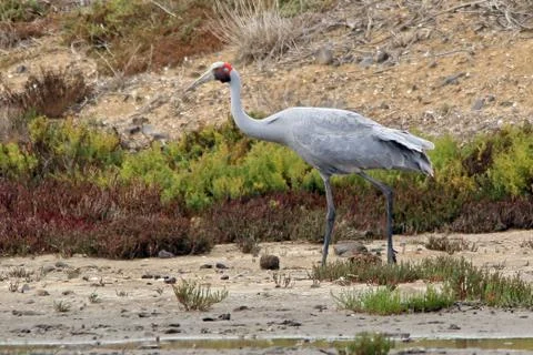 Brolga walking Foto stock