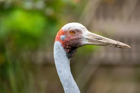 Brolga in the zoo Stock Photos