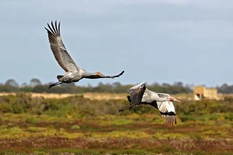 Brolgas in flight Foto stock