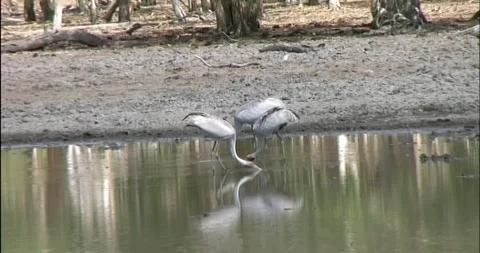 Brolgas 스톡 동영상 242740019