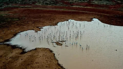 Brolgas at Shrinking Waterhole During Outback Drought Stock Footage 340559972