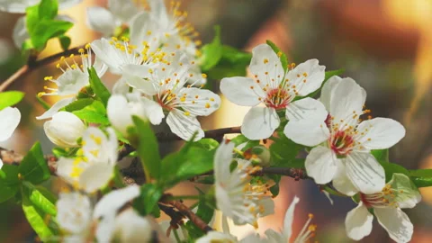 Broll details blossoms branches Stock Footage 134479696