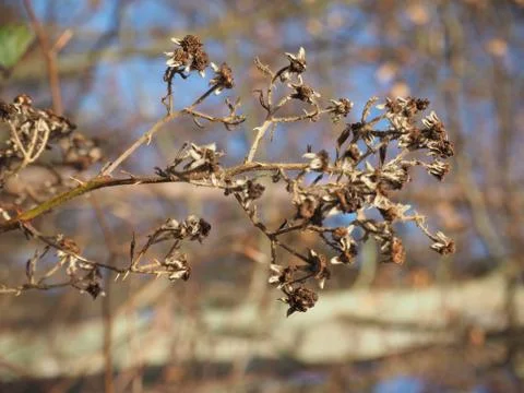 Brombeere Stock Photos