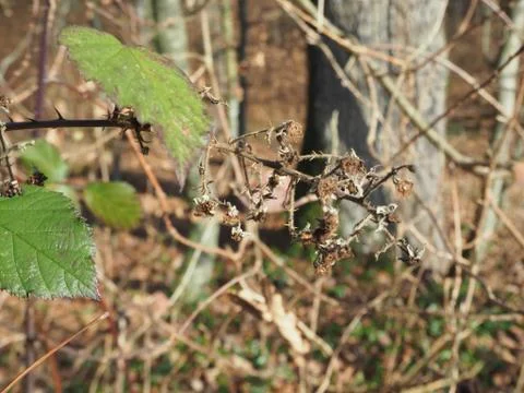 Brombeere2 Stock Photos